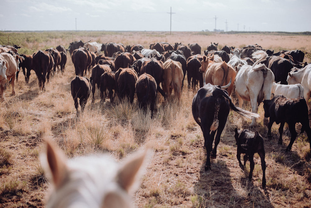 History of American Cattle Ranching – Texas Saddlery