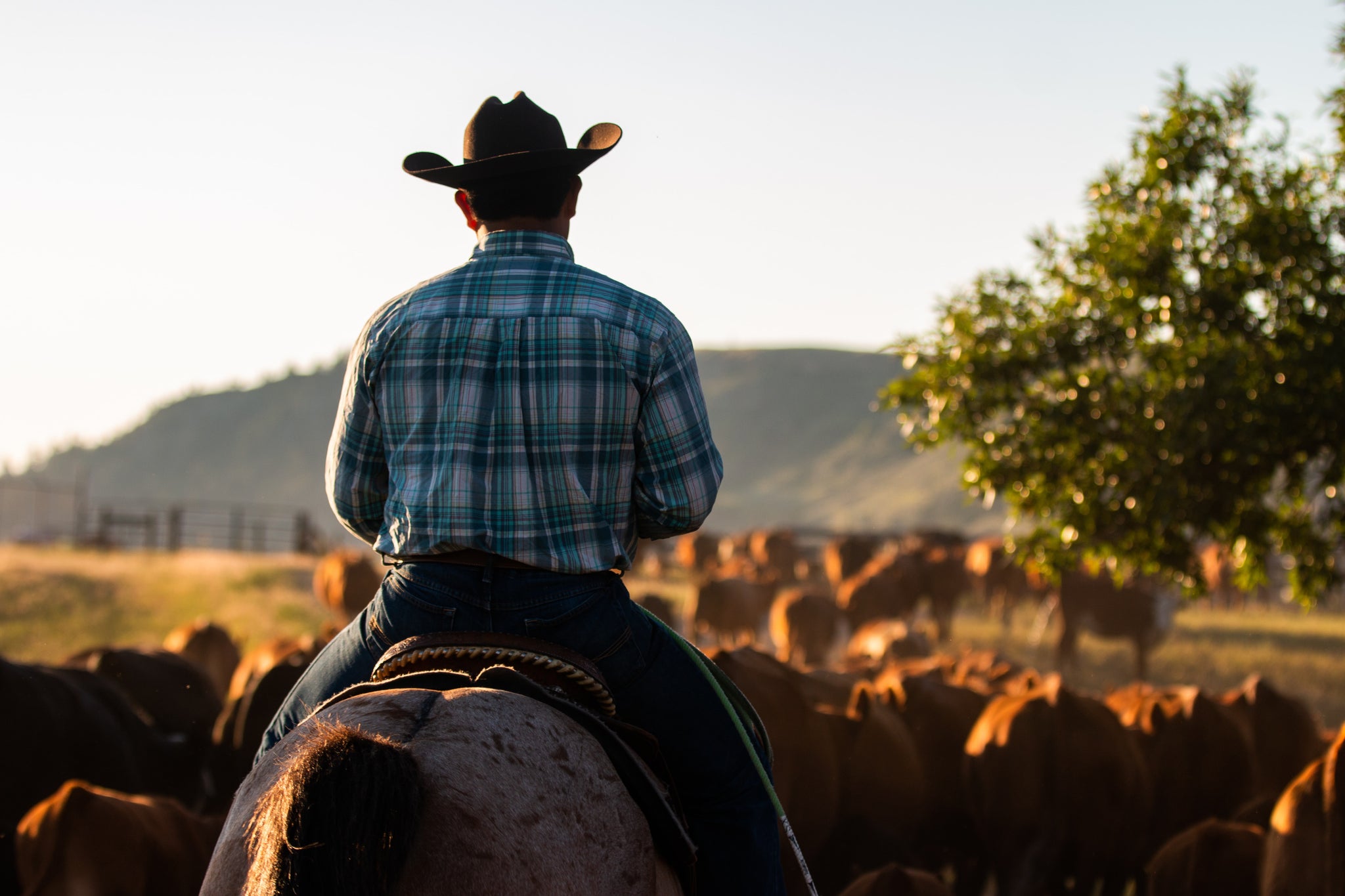 history-of-the-cowboy-texas-saddlery