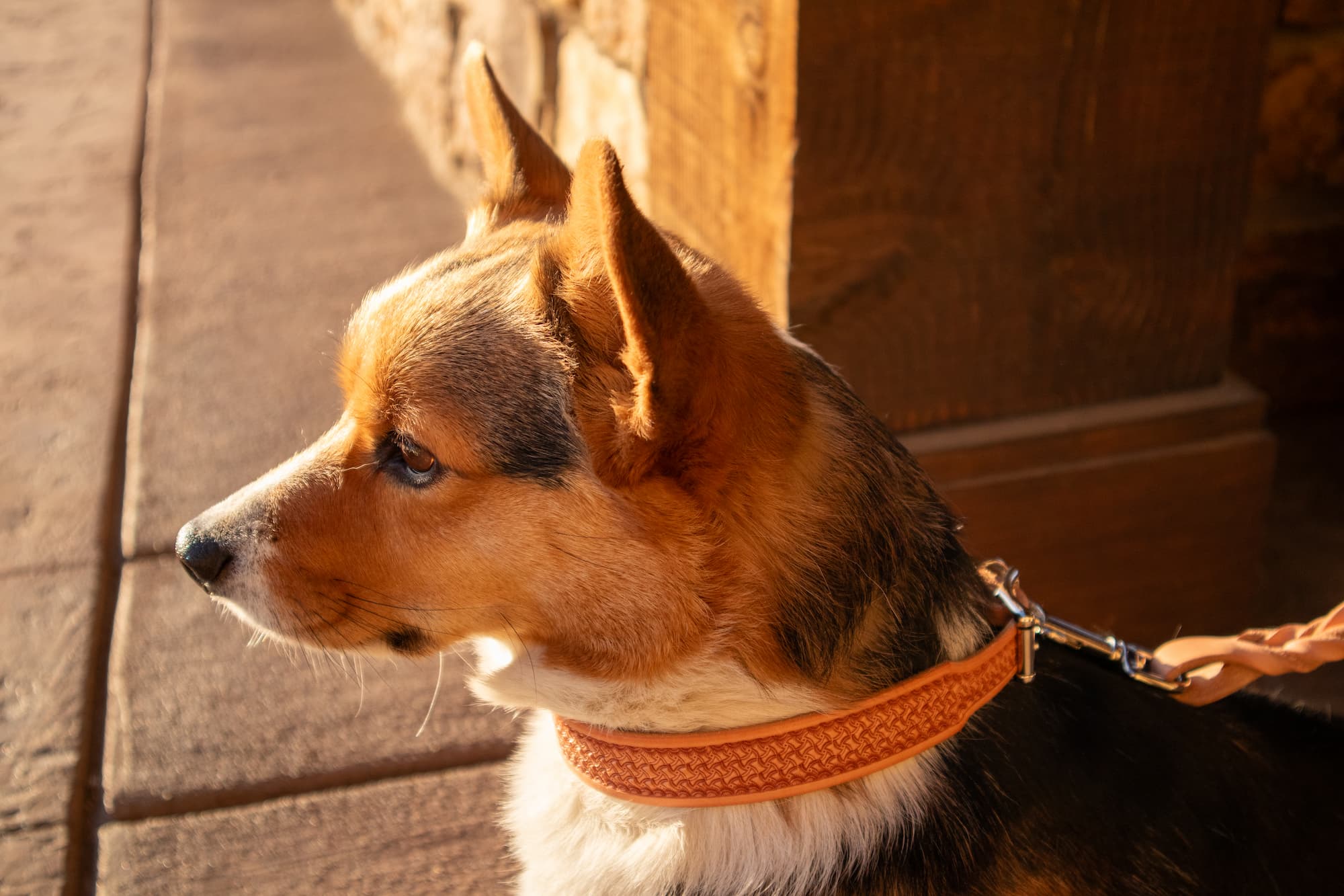 Pet Accessories