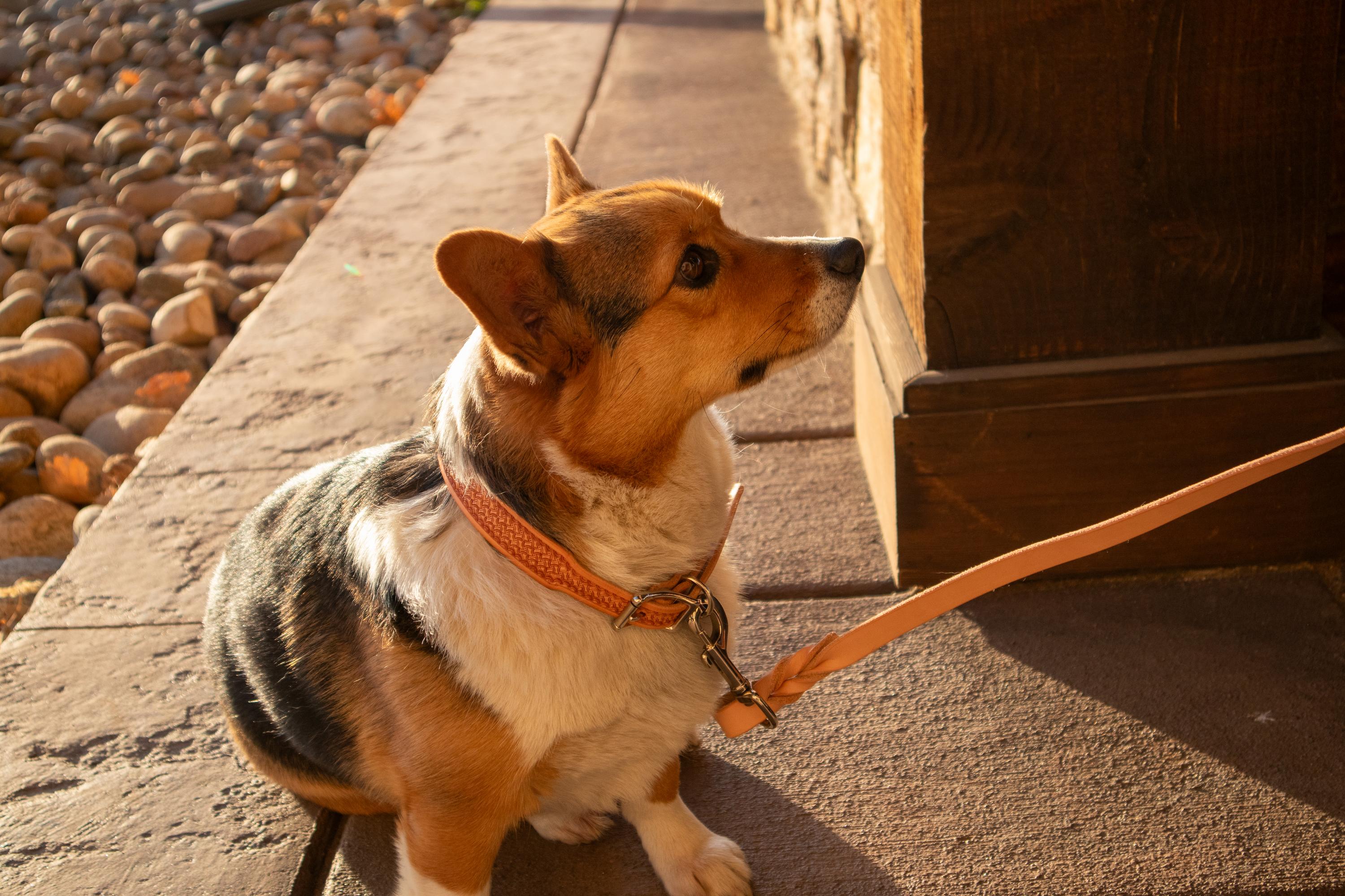 Dog Collars & Leashes