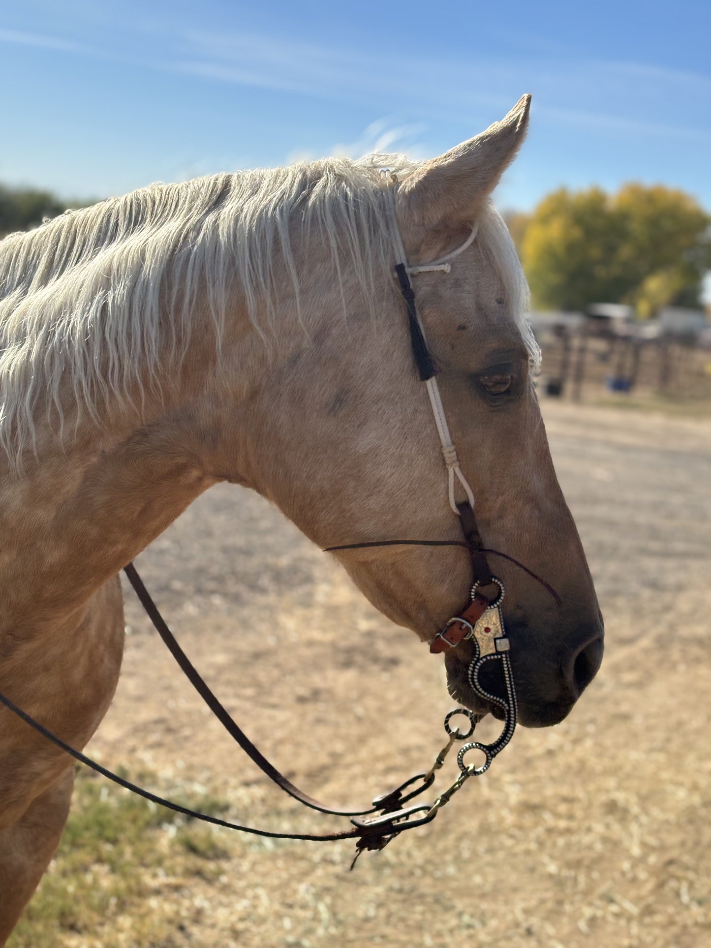 
                  
                    Rope headstall
                  
                