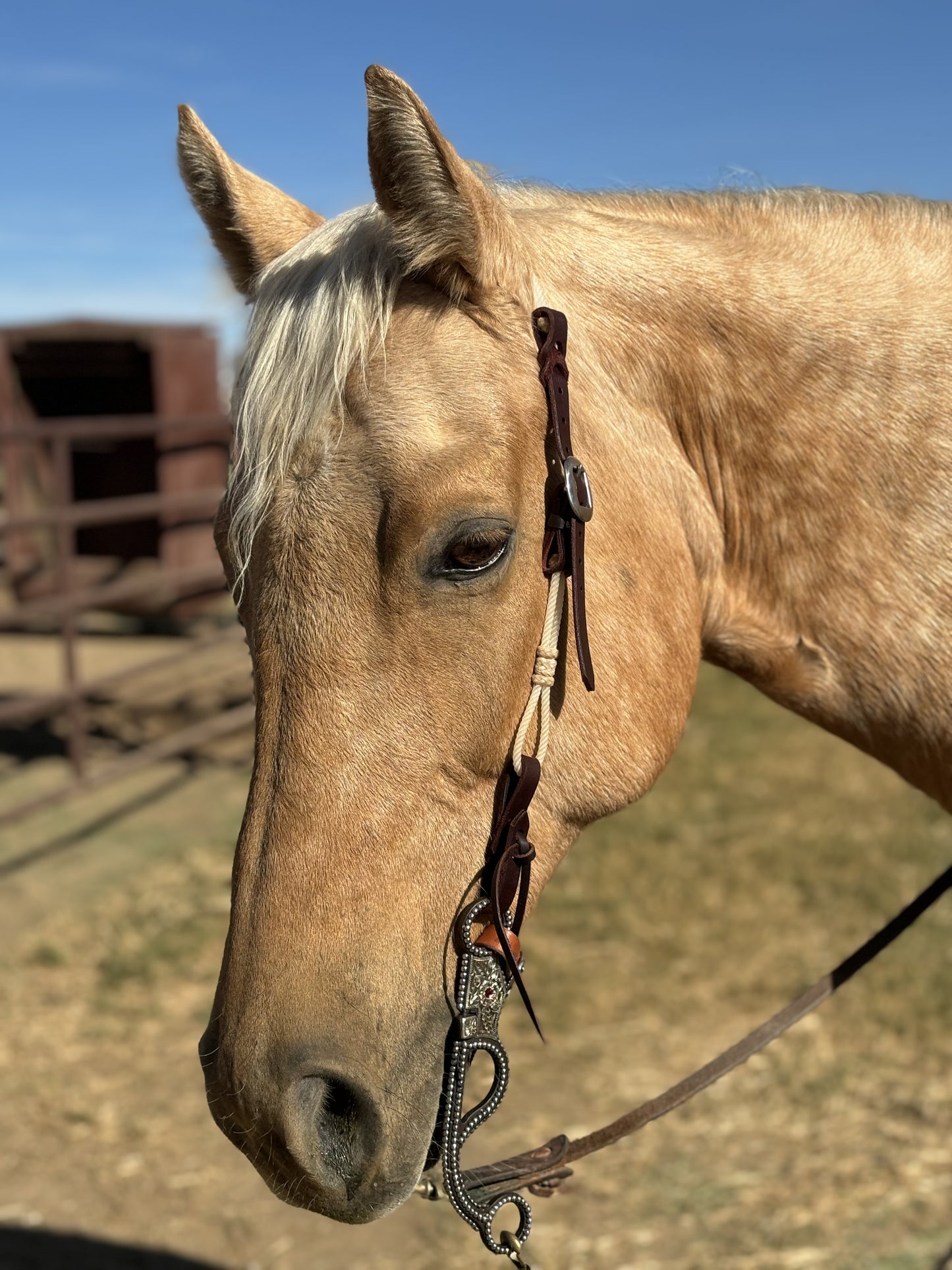 
                  
                    Rope headstall
                  
                